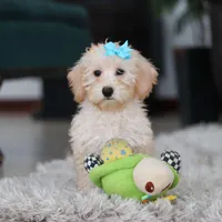 Piper, a female Schnoodle for sale in Baltic, OH – Photo 6 of 10