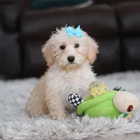 Piper, a female Schnoodle for sale in Baltic, OH – Photo 10 of 10
