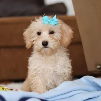 Piper, a female Schnoodle for sale in Baltic, OH – Photo 3 of 10