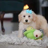 Piper, a female Schnoodle for sale in Baltic, OH – Photo 5 of 10