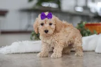 processed/33b2ff1b-6685-41c3-89f2-785806f5f65a/listing/cca78c13-ba87-4221-9e95-bc18fe19251b/5c803dfc-765f-4602-86e6-13a97a8ce7b3