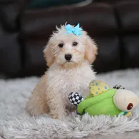 Piper, a female Schnoodle for sale in Baltic, OH – Photo 8 of 10