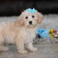 Piper, a female Schnoodle for sale in Baltic, OH – Photo 9 of 10