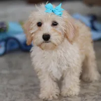 Piper, a female Schnoodle for sale in Baltic, OH – Photo 4 of 10