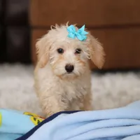 Piper, a female Schnoodle for sale in Baltic, OH – Photo 7 of 10