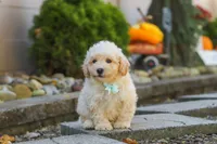 Ollie, a male Maltipoo for sale in Baltic, OH – 6 of 10