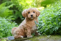 Christopher, a male Maltipoo for sale in Baltic, OH – 6 of 10