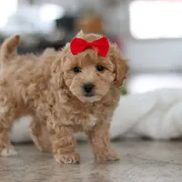 Lucy, a female Maltipoo for sale in Baltic, OH – Photo 3 of 6