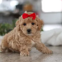Lucy, a female Maltipoo for sale in Baltic, OH – Photo 5 of 6