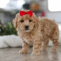 Lucy, a female Maltipoo for sale in Baltic, OH – Photo 6 of 6