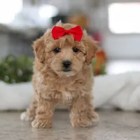Lucy, a female Maltipoo for sale in Baltic, OH – Photo 1 of 6