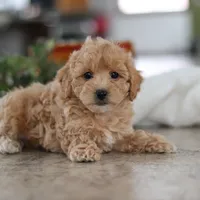 Lucy, a female Maltipoo for sale in Baltic, OH – Photo 4 of 6