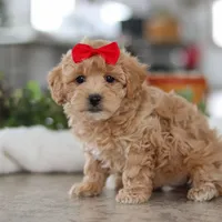 Lucy, a female Maltipoo for sale in Baltic, OH – Photo 2 of 6