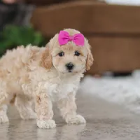 Chloe, a female Maltipoo for sale in Baltic, OH – Photo 5 of 5