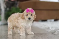 Chloe, a female Maltipoo for sale in Baltic, OH – Photo 5 of 5
