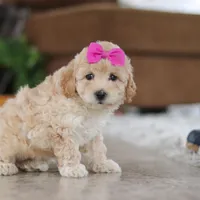 Chloe, a female Maltipoo for sale in Baltic, OH – Photo 3 of 5