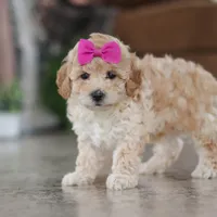 Chloe, a female Maltipoo for sale in Baltic, OH – Photo 1 of 5