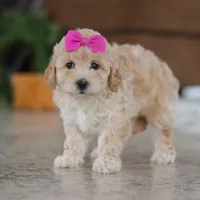 Chloe, a female Maltipoo for sale in Baltic, OH – Photo 4 of 5