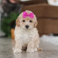 Chloe, a female Maltipoo for sale in Baltic, OH – Photo 2 of 5