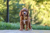 Blake, a male Cavapoo for sale in Baltic, OH – 10 of 10