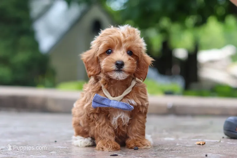 Leo – Maltipoo puppy for sale in Baltic, OH
