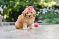 Nora, a female Schnoodle for sale in Baltic, OH – 5 of 7