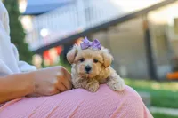 Wren, a female Maltipoo for sale in Baltic, OH – 7 of 7