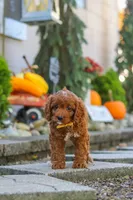 Benji, a male Cavapoo for sale in Baltic, OH – 6 of 10
