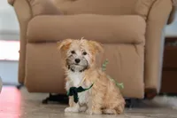 Blake, a male Morkie for sale in Baltic, OH – Photo 2 of 5