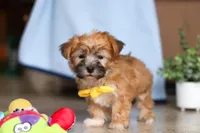 Blake, a male Morkie for sale in Baltic, OH – Photo 4 of 8