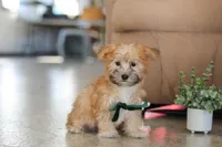 Blake, a male Morkie for sale in Baltic, OH – Photo 3 of 5