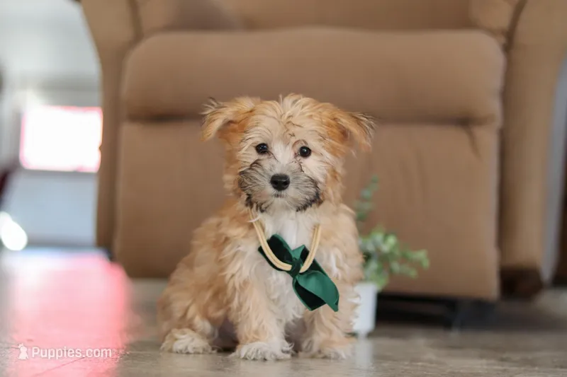 Blake – Morkie puppy for sale in Baltic, OH