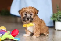 Blake, a male Morkie for sale in Baltic, OH – Photo 1 of 8