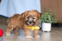 Blake, a male Morkie for sale in Baltic, OH – Photo 3 of 8