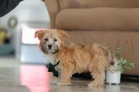 Blake, a male Morkie for sale in Baltic, OH – Photo 5 of 5