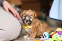 Blake, a male Morkie for sale in Baltic, OH – Photo 8 of 8
