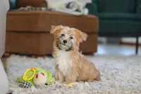 Blake, a male Morkie for sale in Baltic, OH – Photo 4 of 5