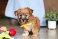 Blake, a male Morkie for sale in Baltic, OH – Photo 6 of 8