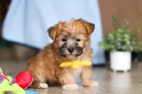 Blake, a male Morkie for sale in Baltic, OH – Photo 5 of 8