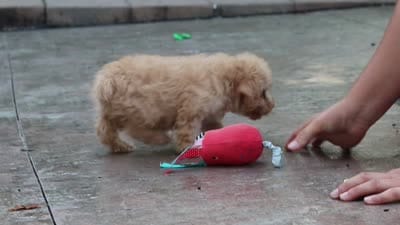 Scout, a male Schnoodle for sale in Baltic, OH – 7 of 7