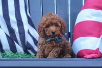 Greyson, a male Poodle - Miniature  for sale in Baltic, OH – 1 of 10