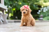 Maple, a female Schnoodle for sale in Baltic, OH – 6 of 7