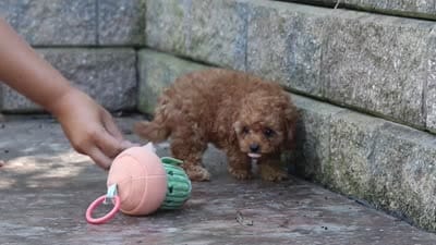 Emily, a female Cavapoo for sale in Baltic, OH – 10 of 10