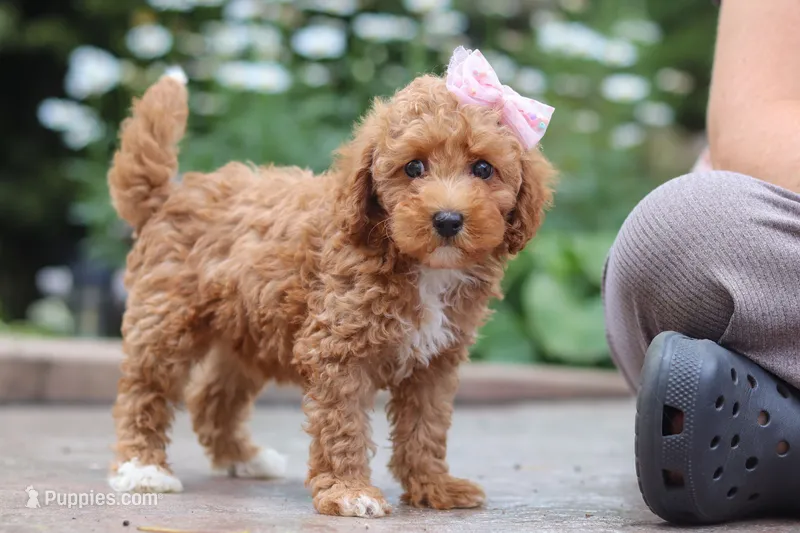 Raina – Maltipoo puppy for sale in Baltic, OH