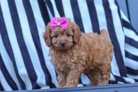 Amelia, a female Cavapoo for sale in Baltic, OH – 7 of 8