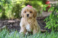 Amelia, a female Maltipoo for sale in Baltic, OH – 7 of 10