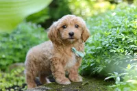Christopher, a male Maltipoo for sale in Baltic, OH – 5 of 10