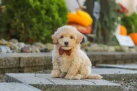 Archie, a male Maltipoo for sale in Baltic, OH – 7 of 10