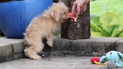 Scout, a male Schnoodle for sale in Baltic, OH – 7 of 7