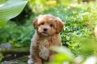 Letty, a female Maltipoo for sale in Baltic, OH – 7 of 10